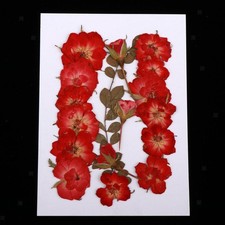 Gepresste echte Trockenblumen Naturpflanze