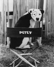 The Little Rascals Petey The Dog 8x10 Picture Celebrity Print