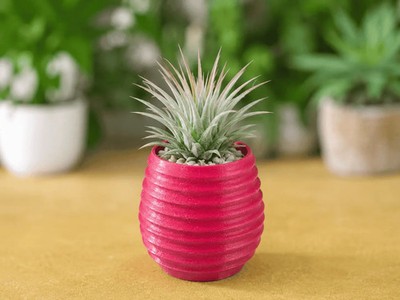 Horizontals Round Succulent Planter - Air Plant Holder