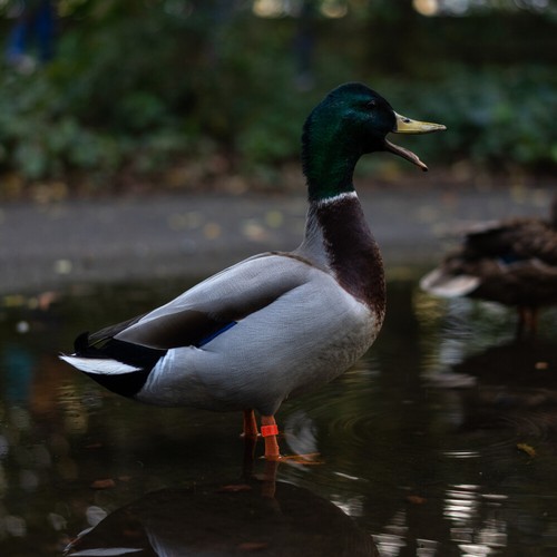 100 Pcs Chicken Foot Ring Birds for Pigeons Accessories Rings Leg