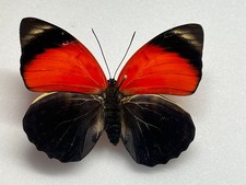 Agrias claudina croesus - AgriasButterflies.com