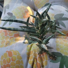 Sansevieria Cylindrica Snake Plant - Well Rooted- Easy Care/Multiple Branches