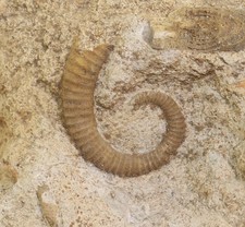 Ammonite, Spiroceras sp., Jurassic, Bajoc, Burton Bradstock, Dorset, UK-N223