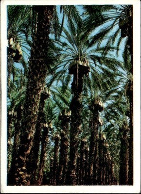 1966 Panini La Terra Figure # 377