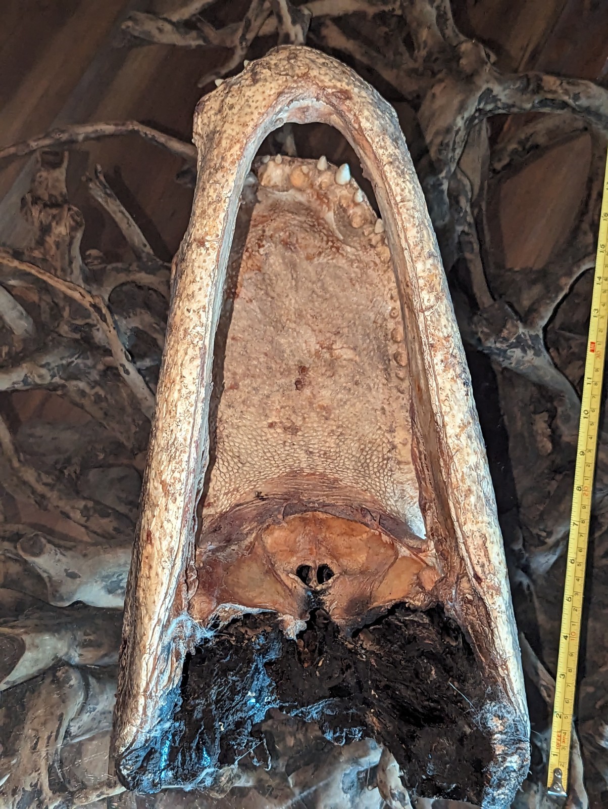 Taxidermy Alligator Gator Head Mount  Hunting Cabin Decor Lodge 16 Inches Long