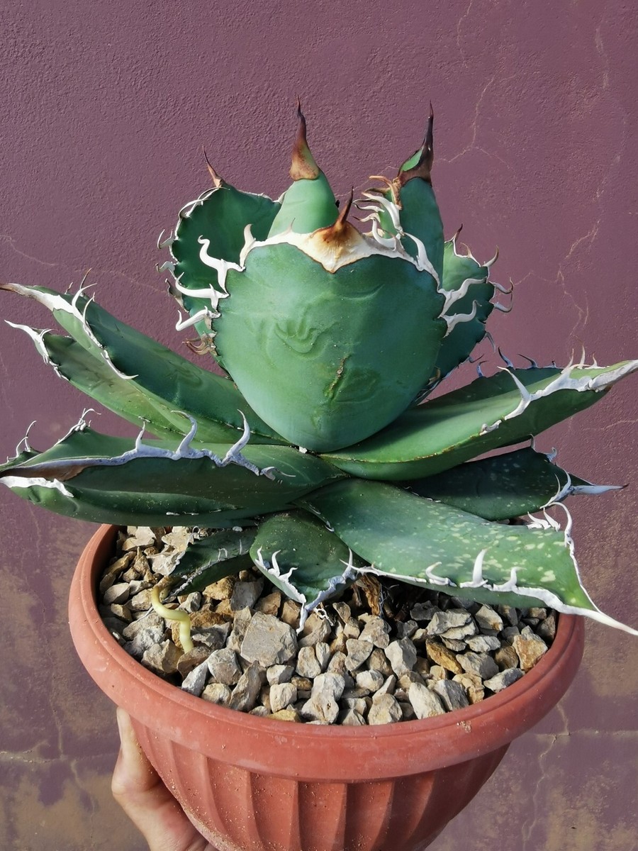 Agave Titanota, exceptional 30cm Wide Agave Oteroi, Hakugei Agave Titanota, exceptional 30cm Wide Agave Oteroi, Hakugei
