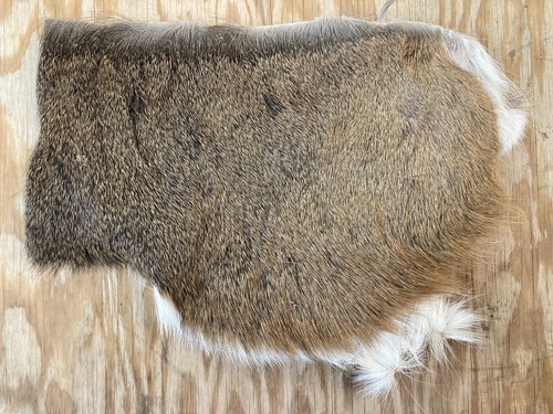 Ca. 120" SQ+ Weißschwanz Hirschhaar Spätwinter Fell Fliegenbinden Fliegenfischen