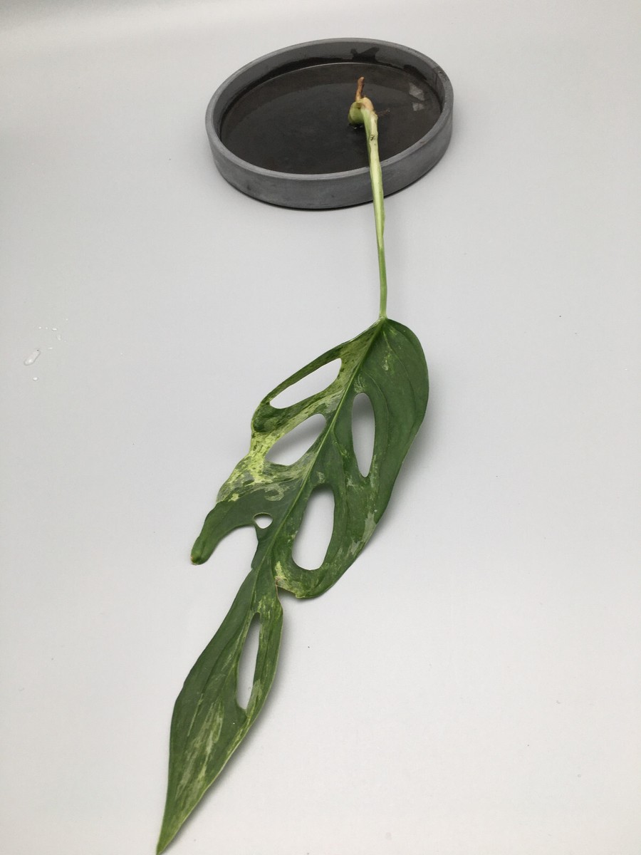 Groe Monstera adansonii indonesian marble variegata Stecklinge mit  Luftwurzeln | eBay.de