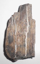 Versteinertes Holz Jura Eichenberg 💖 (1272) Schau Mal ! Kiste dazu ?