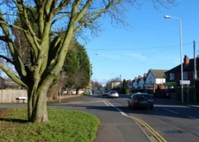 Photo 6x4 Tree on the corner of Melton Road and Northfields Syston/SK621 c2016