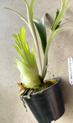 Platycerium Monkey north high shield + Phytosanitary | eBay