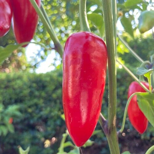 25 Choice Newly Harvested Early Jalapeno Premium Pepper Seeds-A 29 - Picture 4 of 8