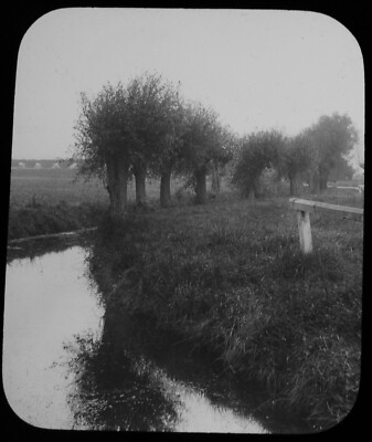 POLLARD WILLOWS UM 1910 Magische Laterne Dia FOTO BAUMSTUDIE