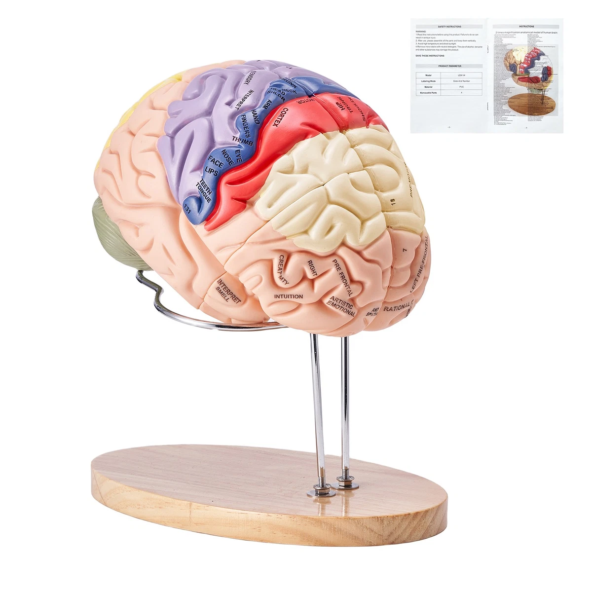 Modello Anatomico Cranio Umano Con Cervello Smontabile – 22 Pezzi 1:1 – Per Studio Medico E Didattica