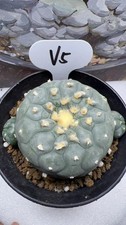 Rara pianta succulenta 9,3 cm cactus boutique bellissima decorazione giardino #V5