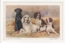 Gun Dogs - Retriever, English Setter, Field Spaniel, Pointer - old postcard
