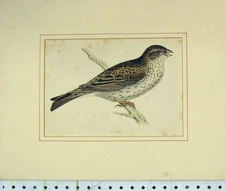 Original Old Antique Print C1860 Hand Coloured Bunting Bird Nature Wildlife