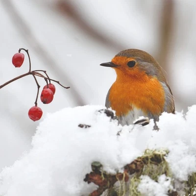 Christmas Cards Cats Protection 2025 Photographic Robin pack of 10 and Envelopes