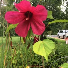 RED Star True Perennial Hibiscus Bush 10 SEEDS USA Seller