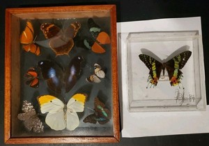 Vintage Butterfly | eBay