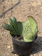senecio kleinia Cristata Raresucculent cactus...