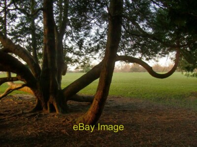 Photo 6x4 Exotic cypress trees at Osterley Park There are some very stran c2016