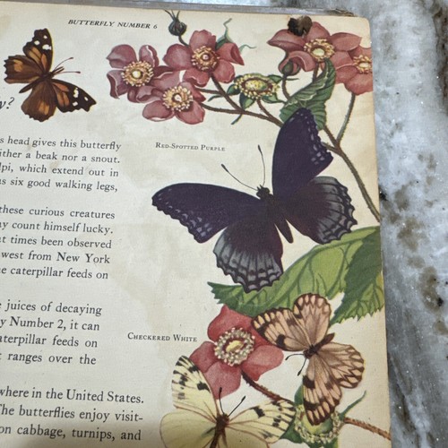 1949 “What Butterfly Is It?” By Anna Pistorius VINTAGE Hardback Book - Picture 11 of 21