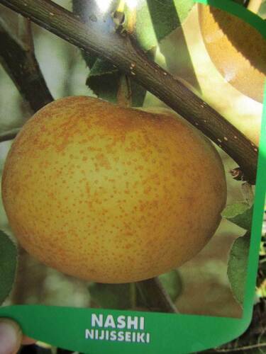 Pyrus 'Nijisseiki' Asienbirne Nashi winterharte Pflanze 140-170cm selbstfruchtb. - Bild 2 von 3