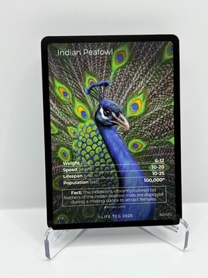 2025 Life TCG Birds 1st Edition - Indian Peafowl #64 / 130 Full Art 1st F