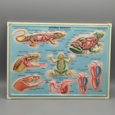 Vintage Rico Westab General Zoology Vertebrates Reptiles 3D Chart 12x9'' Italy