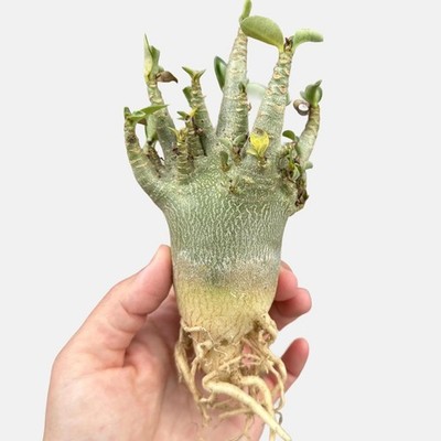 Rare Adenium Arabicum Godji Caudex - Unique Succulent Live Plant for Your Collec