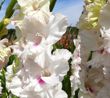 GLADIOLUS NORMA JEAN 10 Flower Bulbs - White Florets Splashed in Vibrant Magenta