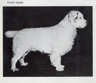 * Clumber Spaniel - CUSTOM MATTED - Vintage Dog Art ''Photo Print'' - 1964