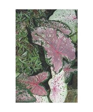 Notebook: A Photo Of Caladium Vent. beautiful red green flower, Journal for Writ