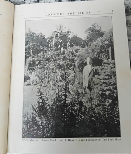 ANTIQUE CONSIDER THE LILIES COPYRIGHT 1928-1930 - Picture 4 of 8