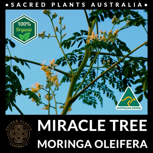 MIRACLE TREE 5 Seeds | Moringa Oleifera Medicinal Drumstick Horseradish Exotic - Picture 3 of 10