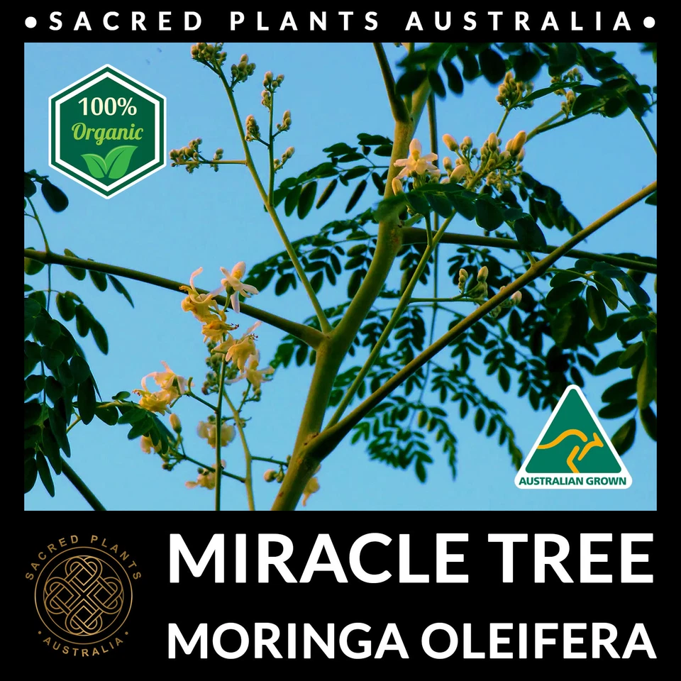 MIRACLE TREE 5 Seeds | Moringa Oleifera Medicinal Drumstick Horseradish Exotic - Image 3 of 4