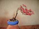 Bonsai Grafted Japanese Maple Shirazz