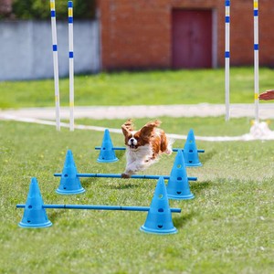 dog training cones