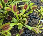 Venus Flytrap  BCP Phalanx x Bimbo -  Carnivorous Plant -  Nice Teeth ! — photo 2