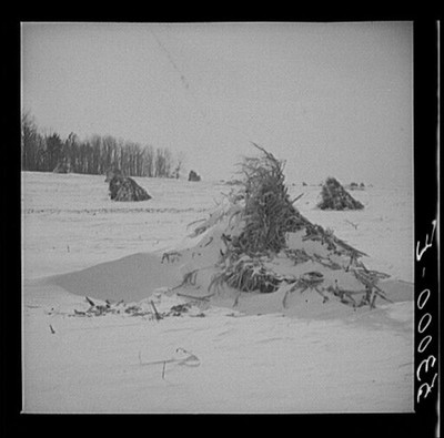 Frederick County,MD,Maryland,Farm Security Administration,Marion Post Wolcott,1