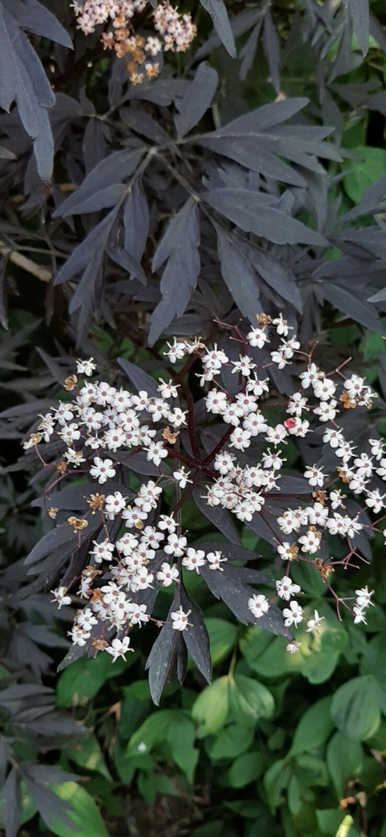 Sambucus Nigra 'Black Lace' Plant in 1litre pot | eBay