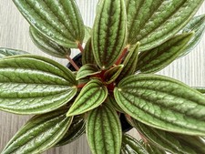 Peperomia Caperata Rosso | Small Houseplant | in 6cm pot | 10 cm+ height
