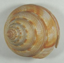 MIKADOTROCHUS SALMIANUS 54.7x60mm BEAUTIFUL SPECIMEN Kue Shan Island, NE Taiwan