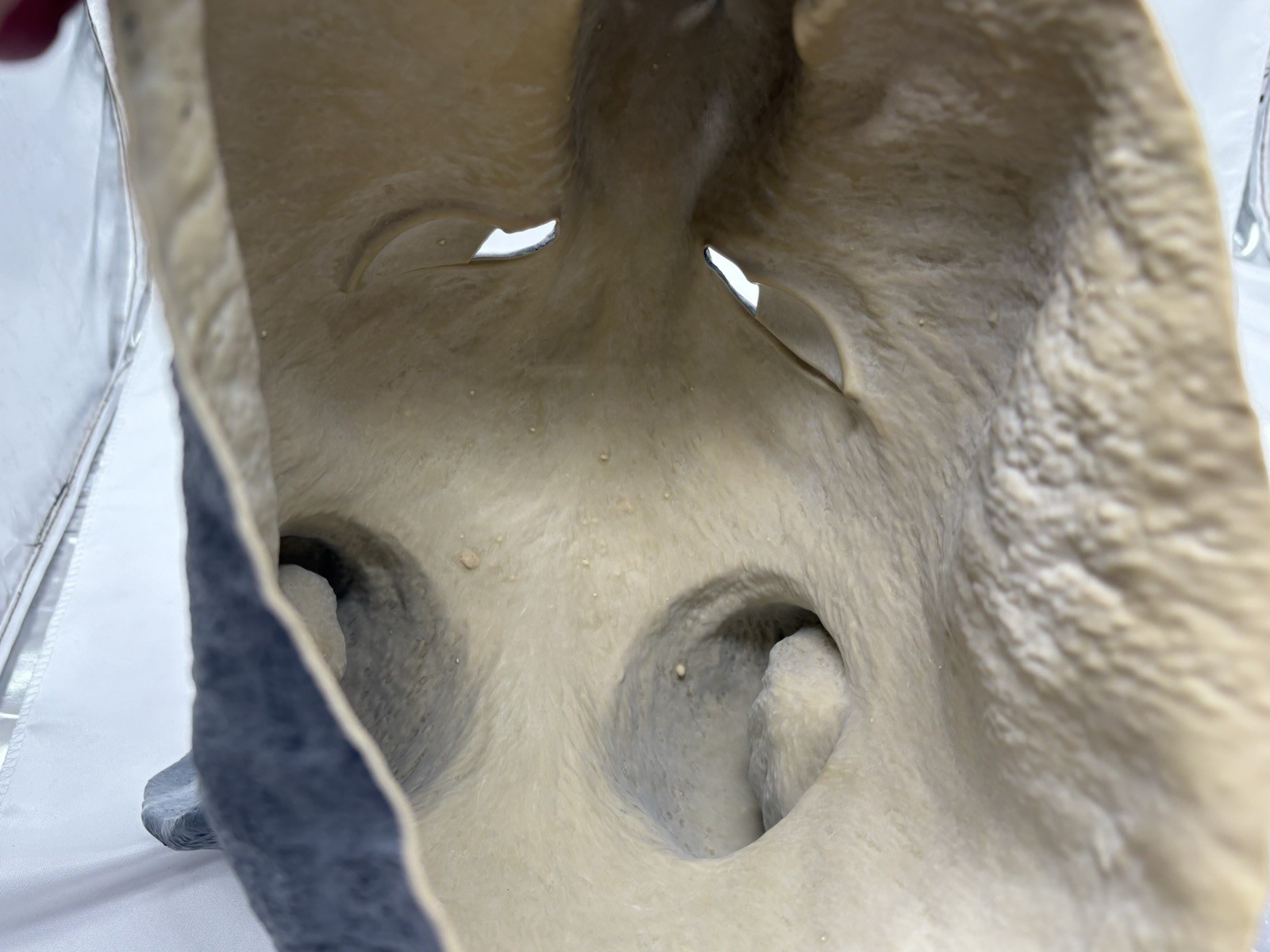 Picture 5 of 5