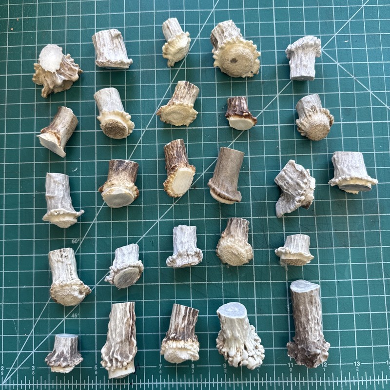26 Elk And  Deer Antler Burrs for Craft/Taxidermy/buttons Drawer Pulls