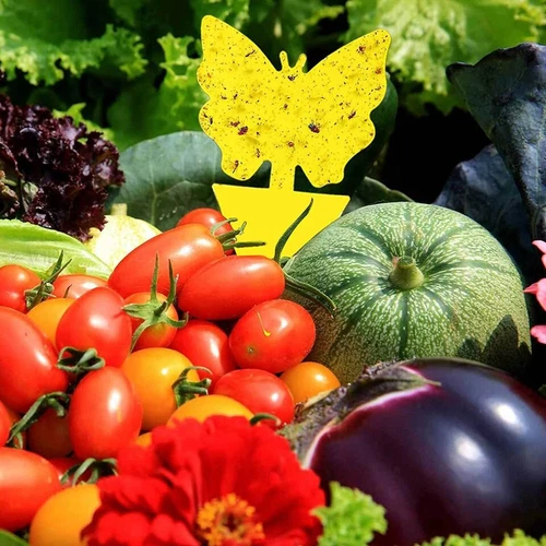 20pcs Sticky Fruit Fly Traps, Fungus Gnat Killer Trap use for Indoor Outdoor - Picture 7 of 23
