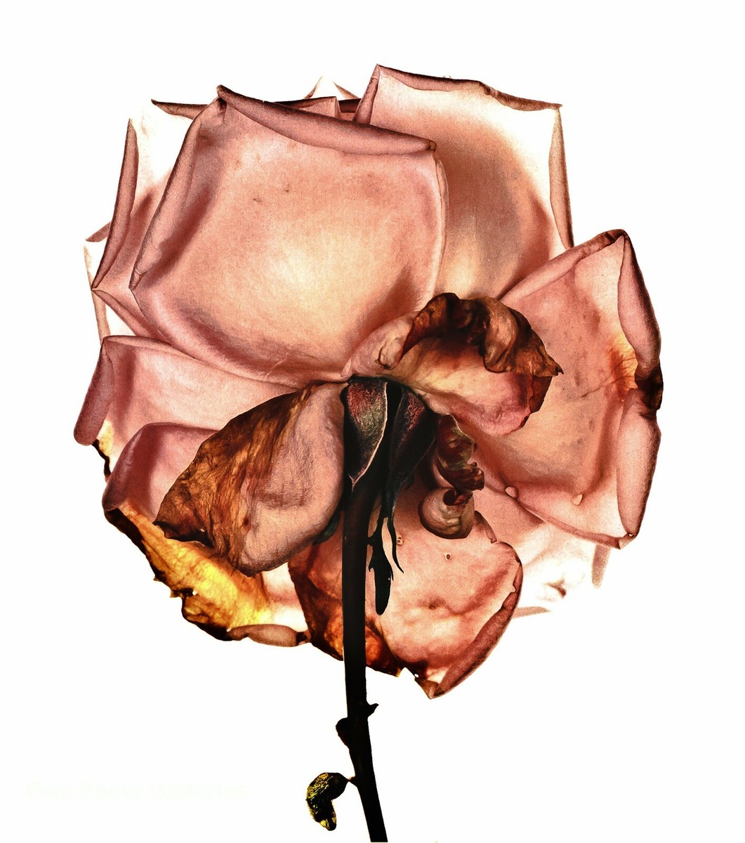 アート・デザイン・音楽 FLOWERS Irving Penn Irving Penn - Flowers – Parallel Editions