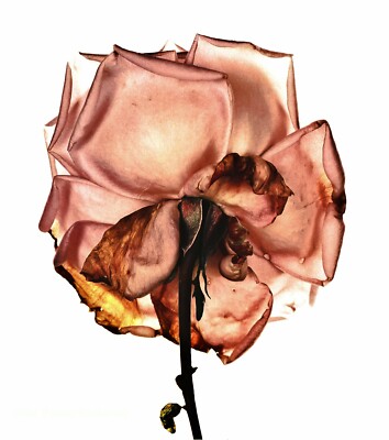 1970/84 Vintage IRVING PENN Botanical Rose Flower Back Plant