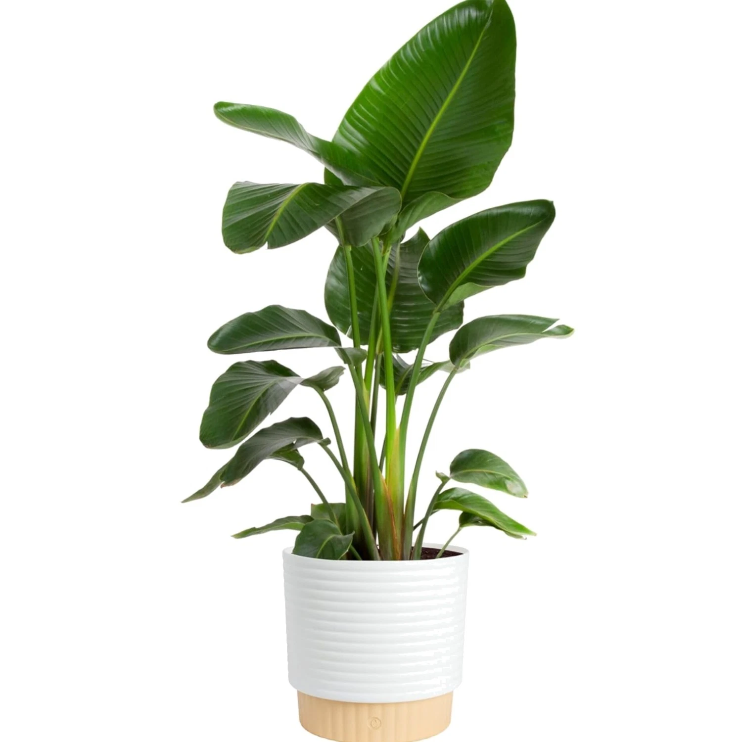 White Bird of Paradise Live Plant in Decorative Pot, Large Indoor Houseplant,...